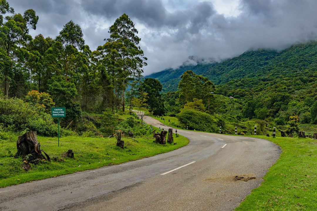 pampadum-shola-national-park Leave Your Wallet at Home